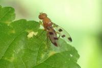 Geomyza tripunctata