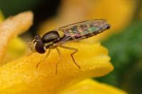Sphaerophoria