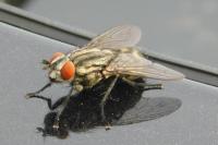 Musca autumnalis