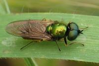 Chloromyia formosa