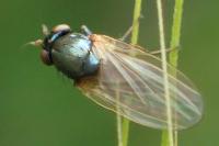 Calliopum