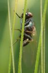 Calliopum