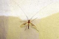 Macrocera centralis
