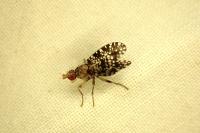 Trypetoptera punctulata