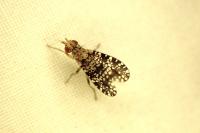 Trypetoptera punctulata