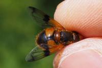 Volucella inflata