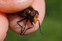 Volucella inflata