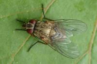 Mydaea urbana
