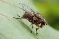 Mydaea urbana