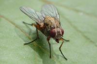 Mydaea urbana
