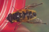 Myathropa florea