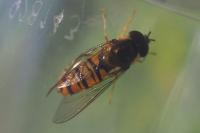 Episyrphus balteatus