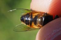 Eristalis similis