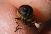 Eristalis similis