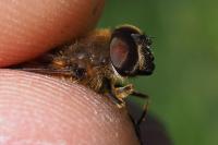 Eristalis similis