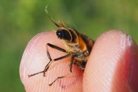 Eristalis similis