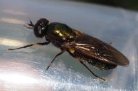 Chloromyia formosa
