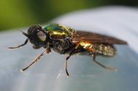 Chloromyia formosa