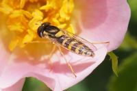 Sphaerophoria