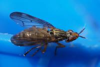 Dorycera graminum