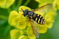 Chrysotoxum cautum