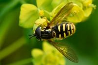 Chrysotoxum cautum