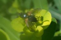Zophomyia temula
