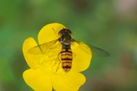 Episyrphus balteatus
