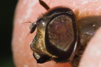 Eristalis similis