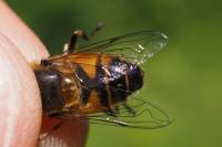 Eristalis similis