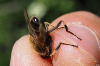 Eristalis similis