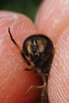 Eristalis similis