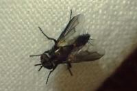 Nyctia halterata