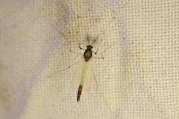 Microtendipes pedellus