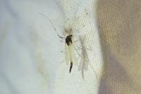 Microtendipes pedellus