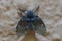 Clogmia albipunctata