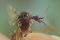 Epiphragma ocellare