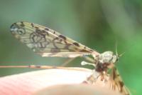 Epiphragma ocellare