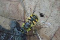 Myathropa florea