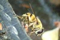 Myathropa florea