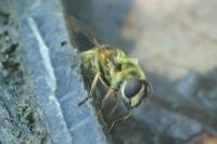 Myathropa florea