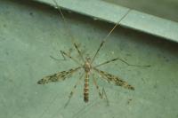 Epiphragma ocellare