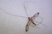 Macrocera phalerata