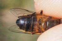 Eristalis similis