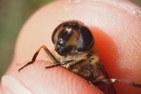 Eristalis similis