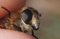 Eristalis similis