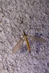 Nephrotoma flavescens