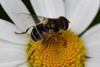 Eristalis arbustorum