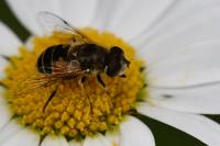 Eristalis arbustorum