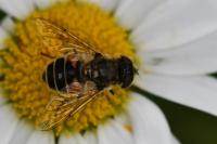 Eristalis arbustorum